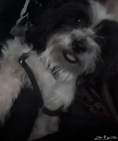 كلب للبيع index