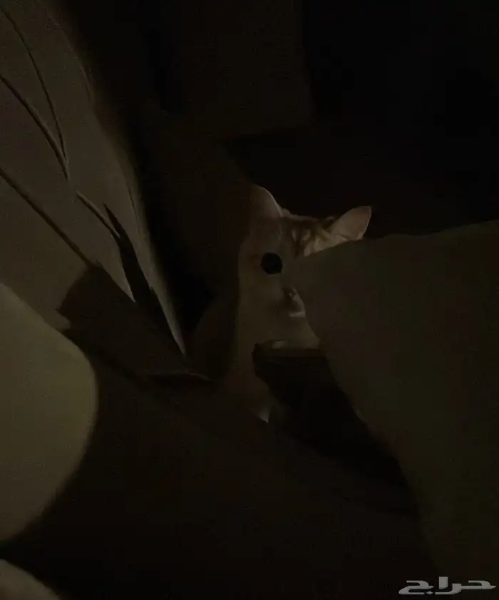 سكوتش ستريت للبيع 3