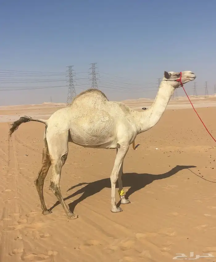 سودانيه متلي فحل كفو هملول ابن بطي 2