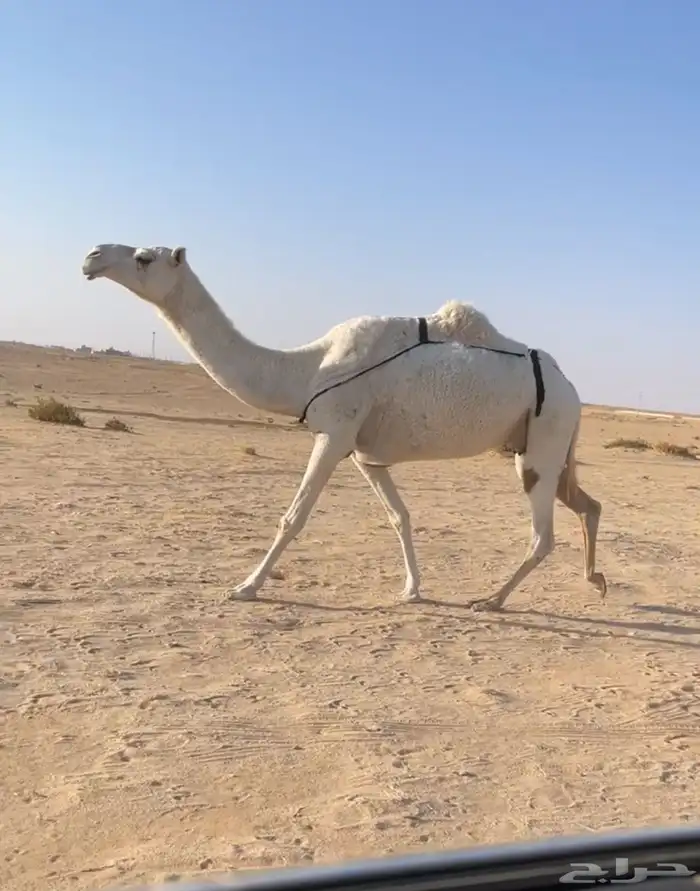 العشرا الوضحا الثنو الكفو 3