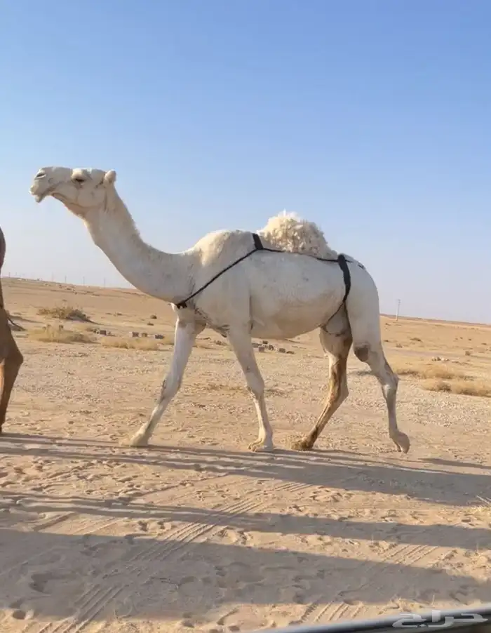 الوضح الثنتين الكفو لقحه وضروبه 2
