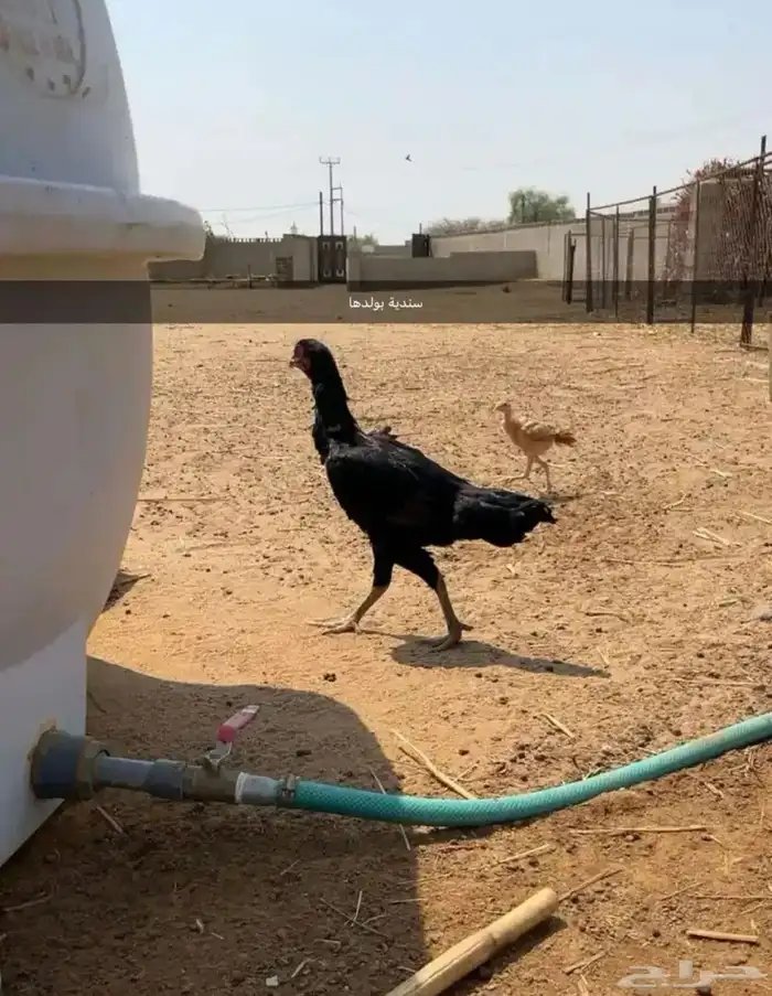 دجاج شامو   سندي   باكستاني 1