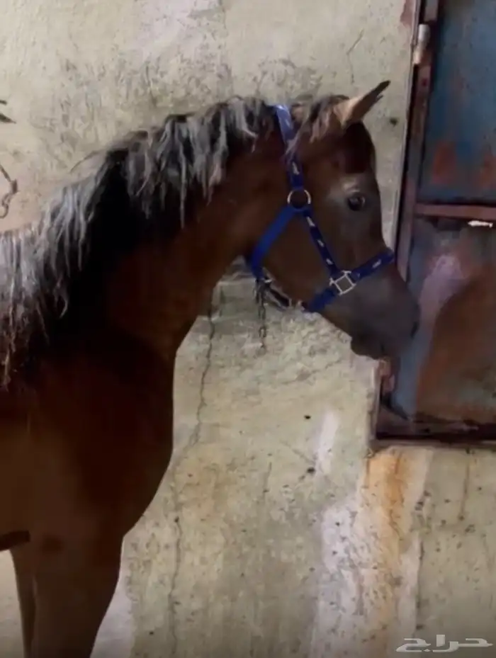 احصان ركوب 1