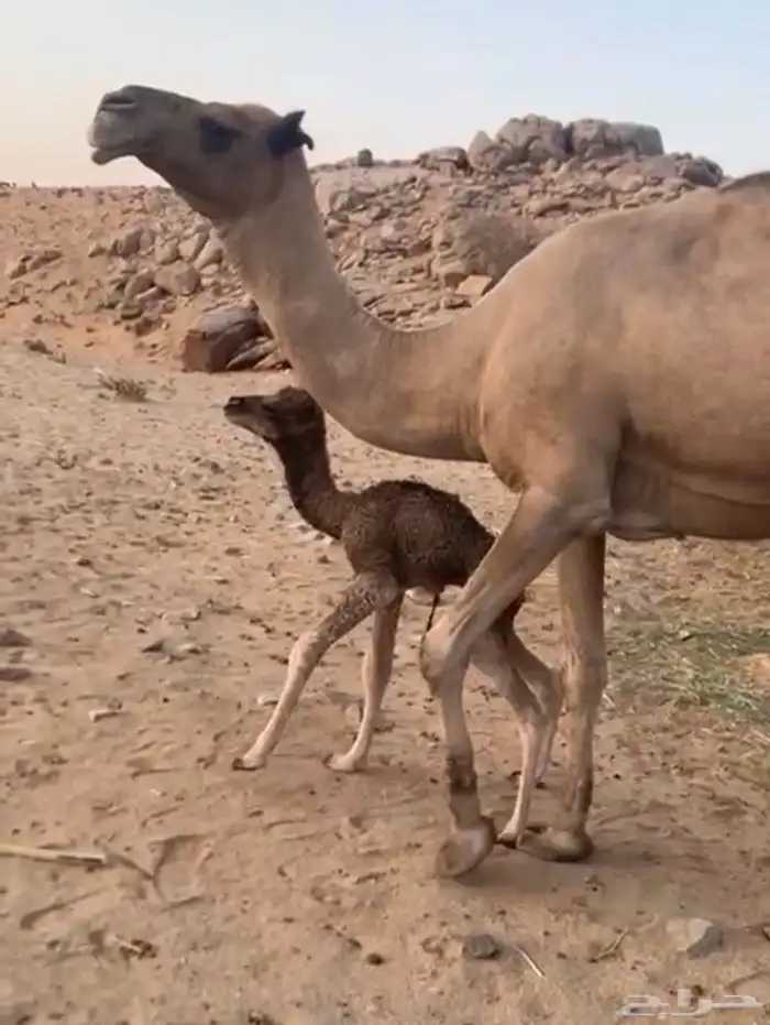 ناقه خلفه 0