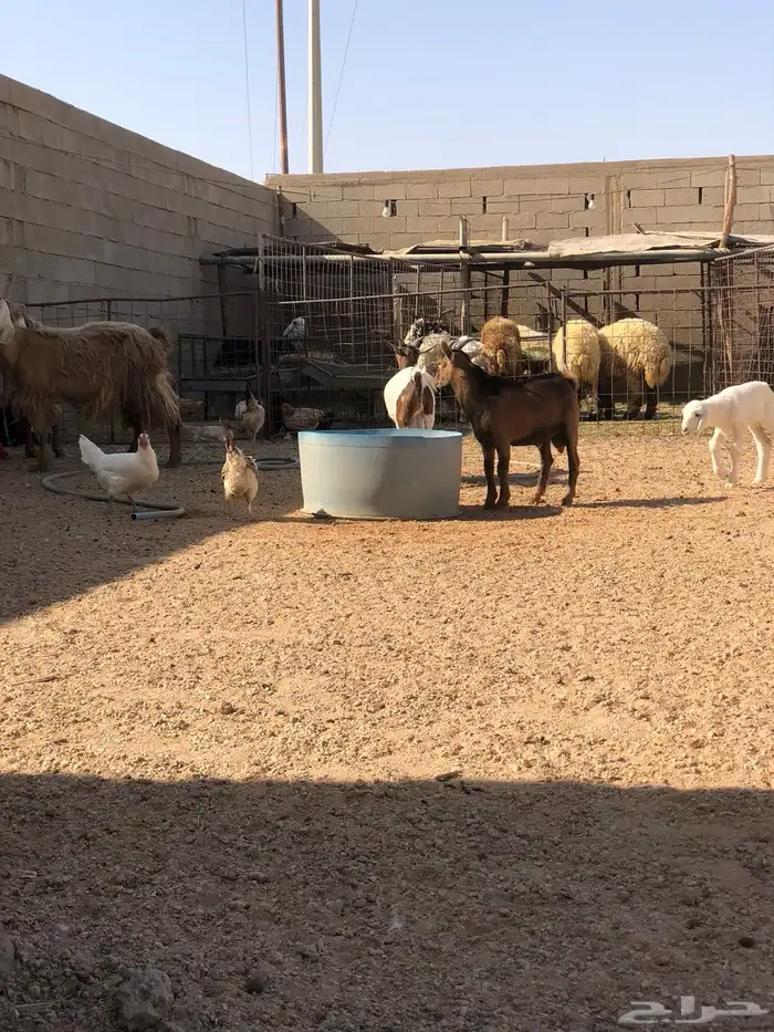 تيوس جنوبيات اقزام للبيع 1