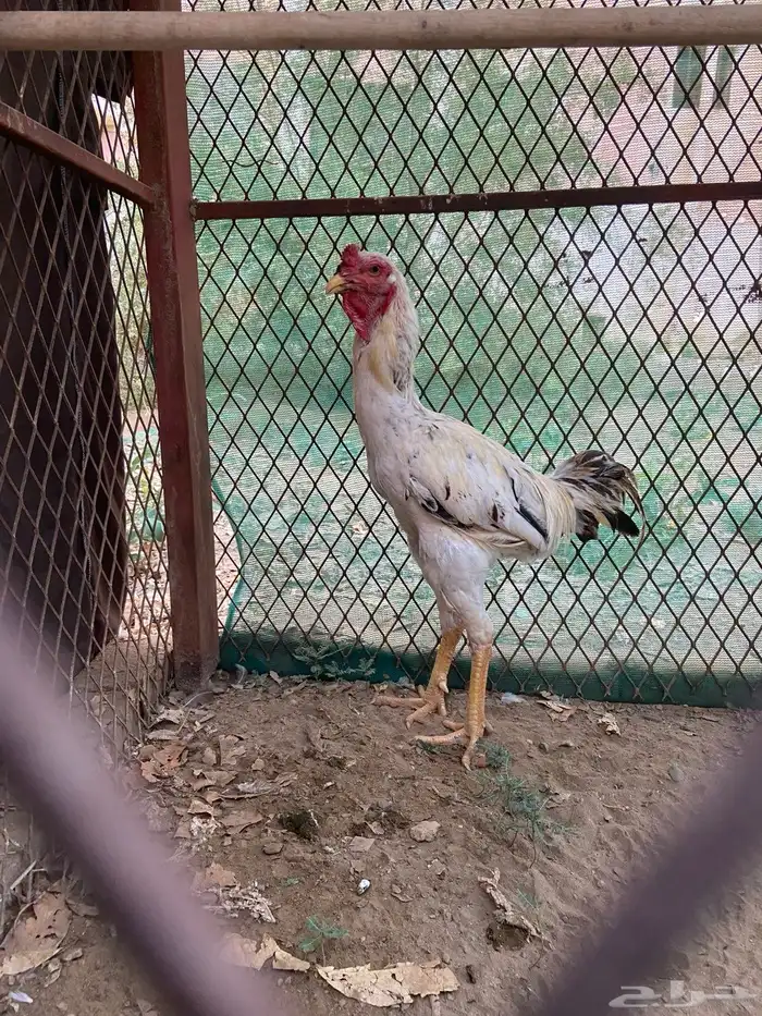 ديك باكستاني 0