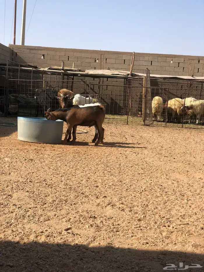 تيوس جنوبيات اقزام للبيع 0