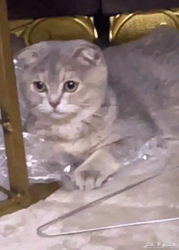 سكوتش فولد للبيع او البدل 1