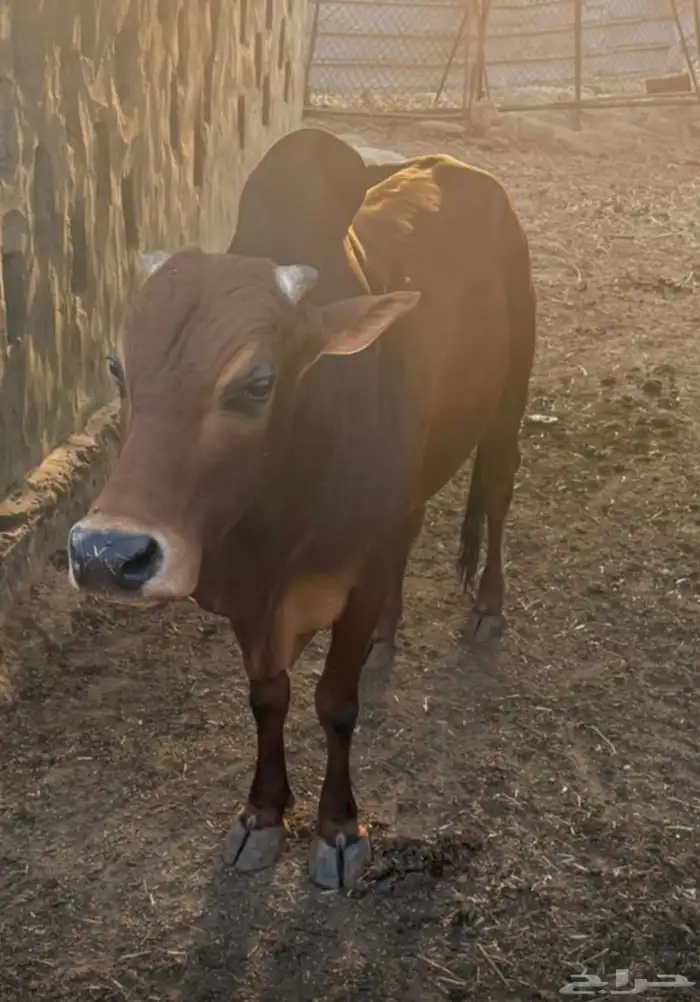 ثور للبيع مشروط 0