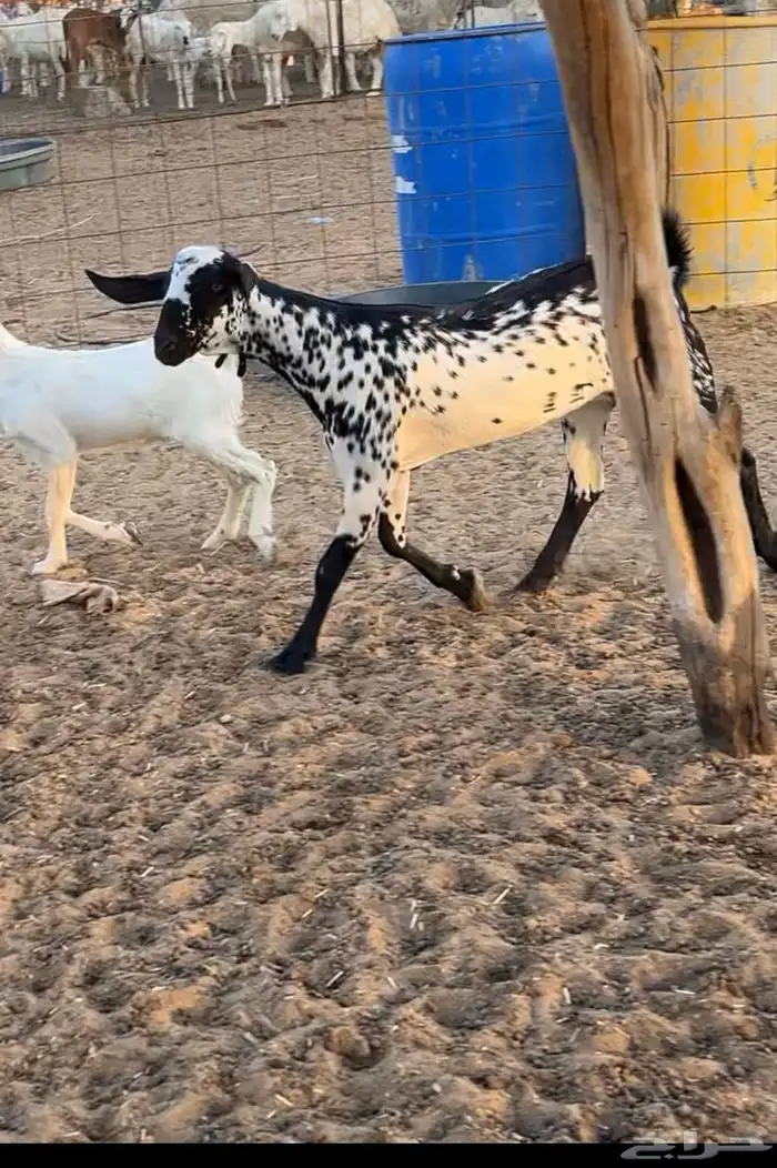 جفرة بيشيه صنف 4