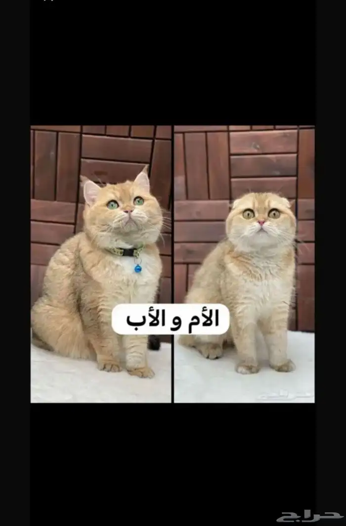 قطط سكوتش 3