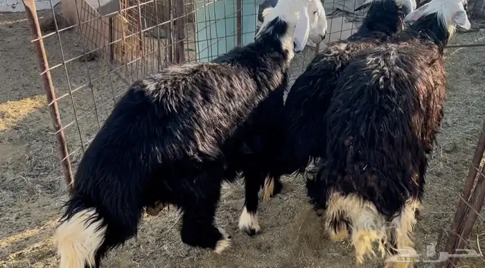 للبيع خرفان نجد وفل شحم 0