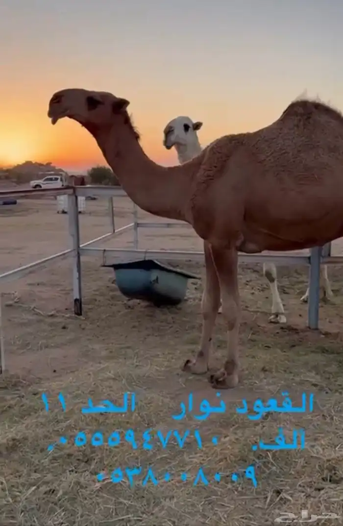 فحول للبيع 1