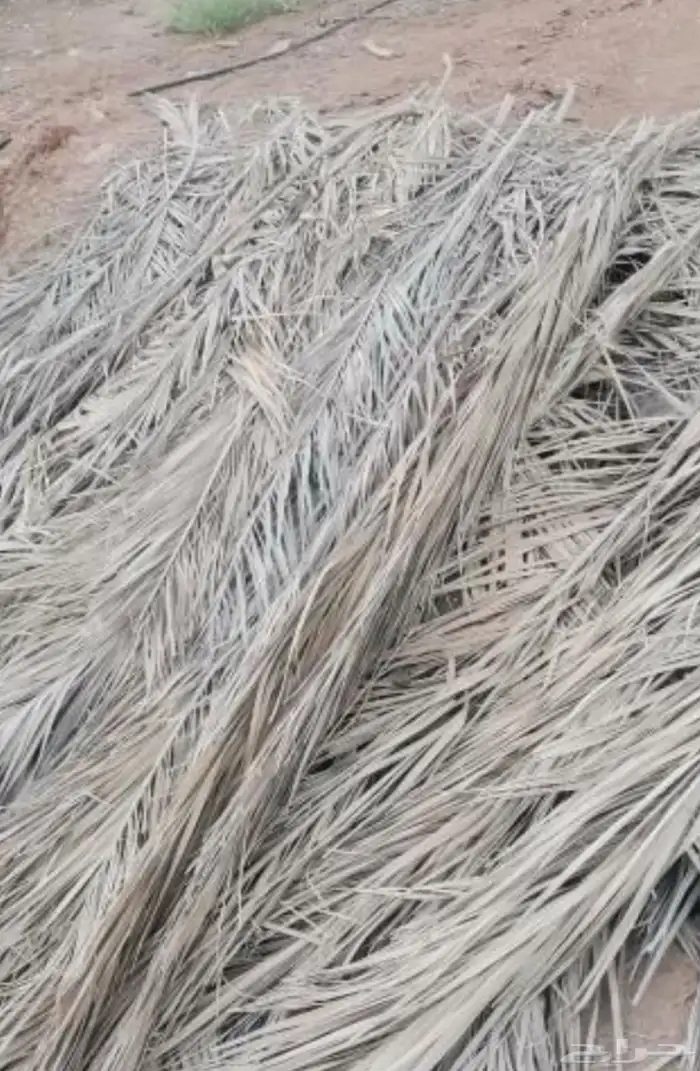 سعف نخيل للبيع 0