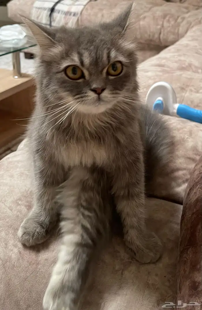 قطين ذكور - تم تبنيهم 1