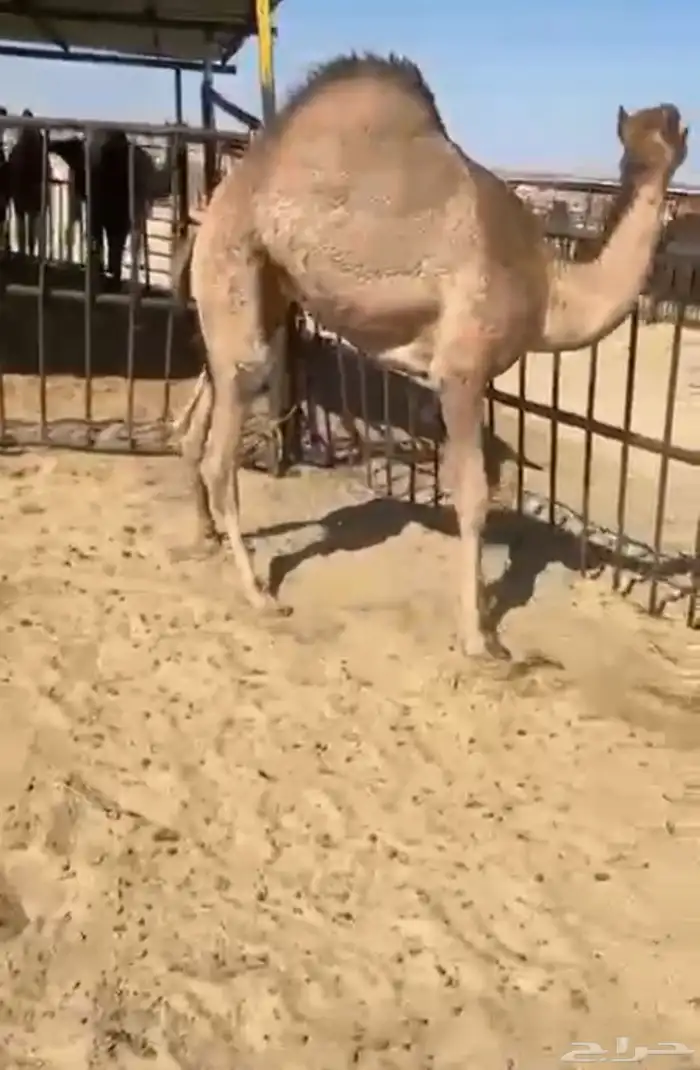 قعدان وبكار للبيع كفو فل التواصل اتصال 0