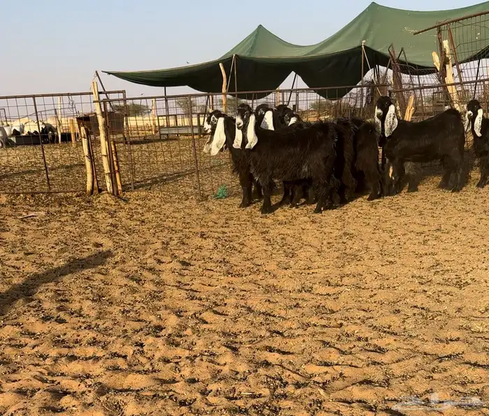 جذعات عوارض صنف الصنف تم البيع 1