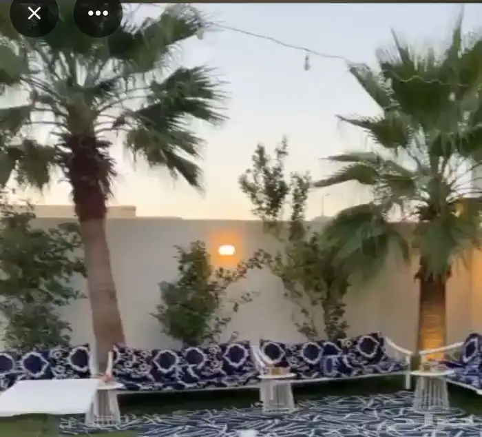 للبيع نخل واشنطونيا نخل امريكي 4