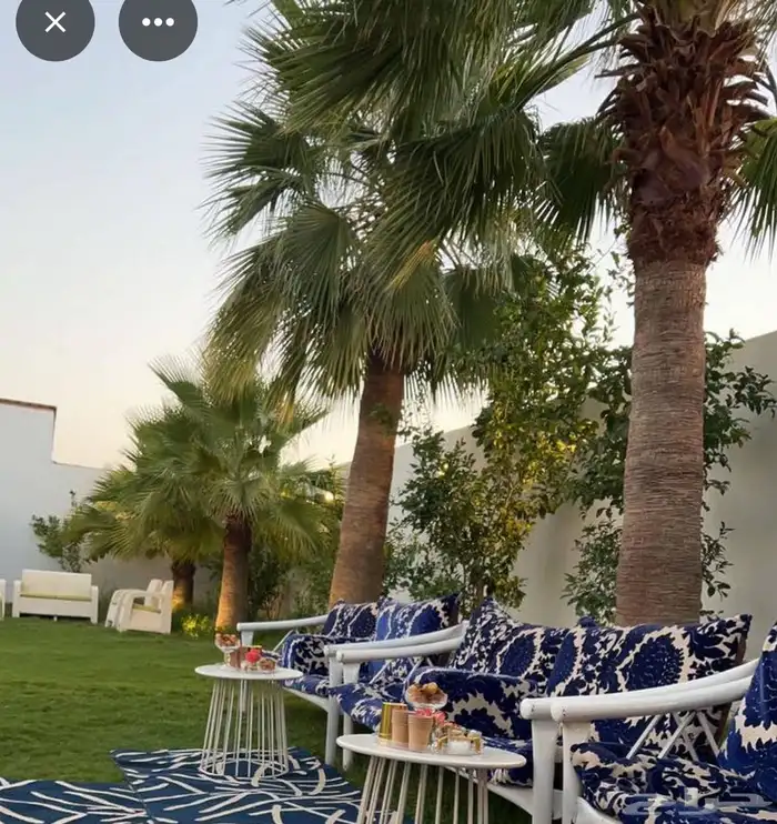 للبيع نخل واشنطونيا نخل امريكي 5