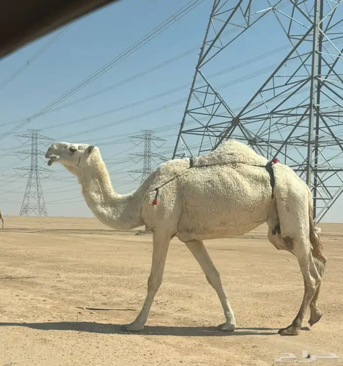 ضريبه للبيع 0