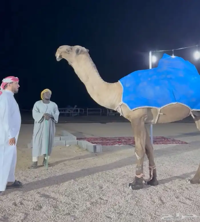 فحول للبيع 3