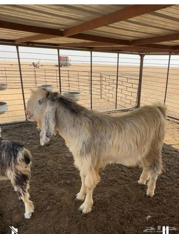 تيس شرط القريع السن ثني 0