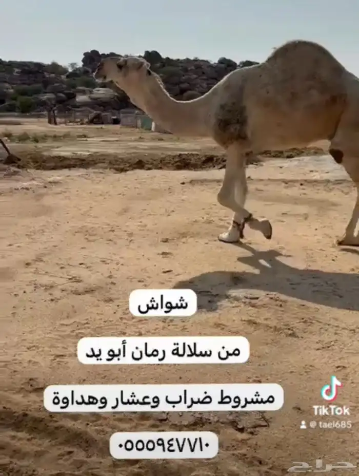 فحول للبيع 9