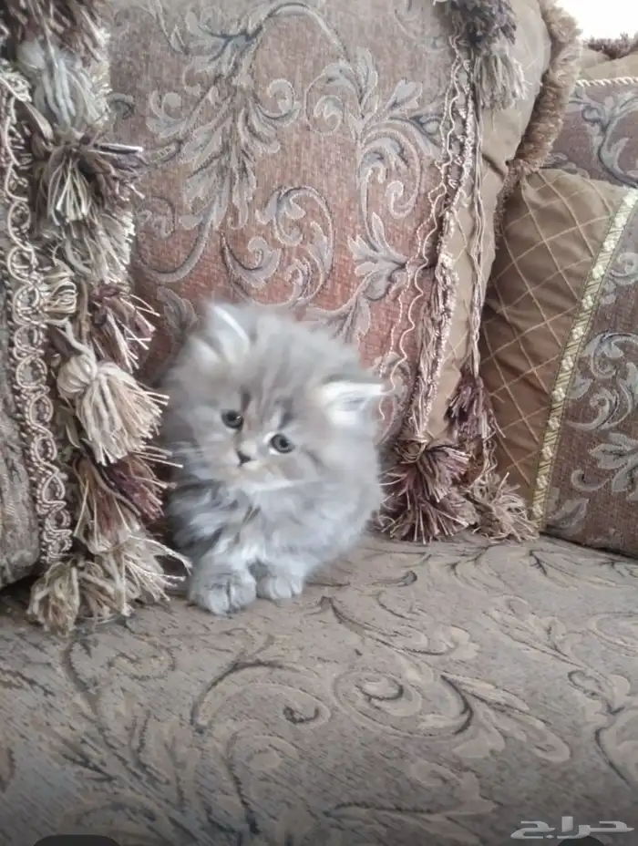 قطط سكوتش فولد كتين عمر 55 يوم 0