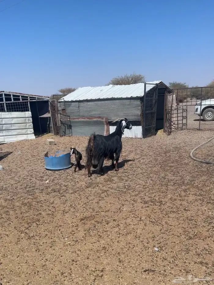 غرب المهد 100 كيلو 2