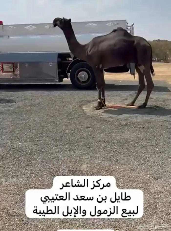 فحول للبيع 7