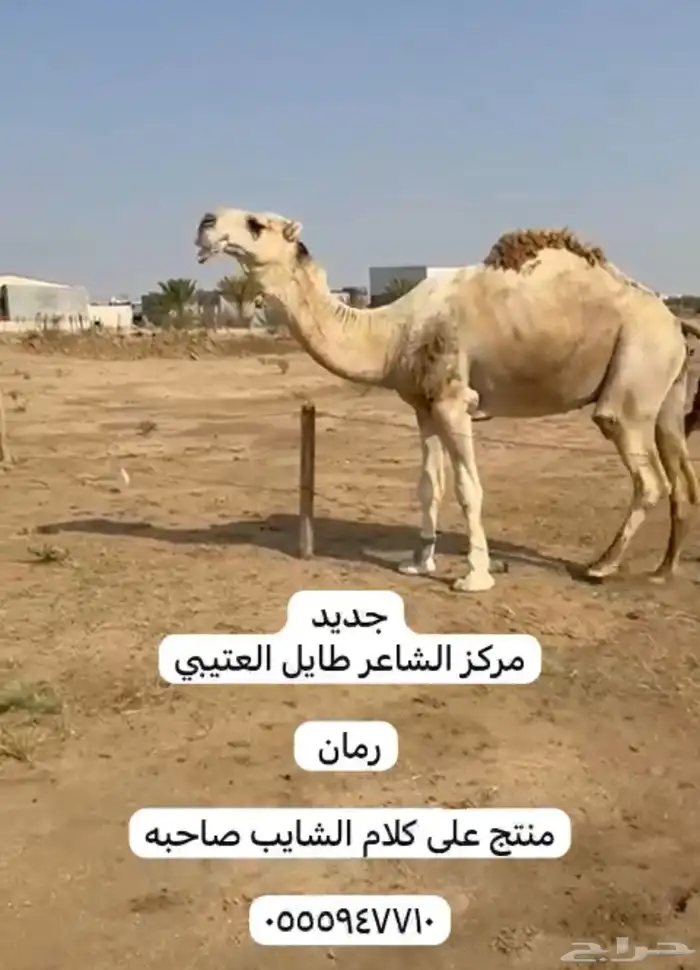 فحول للبيع 4