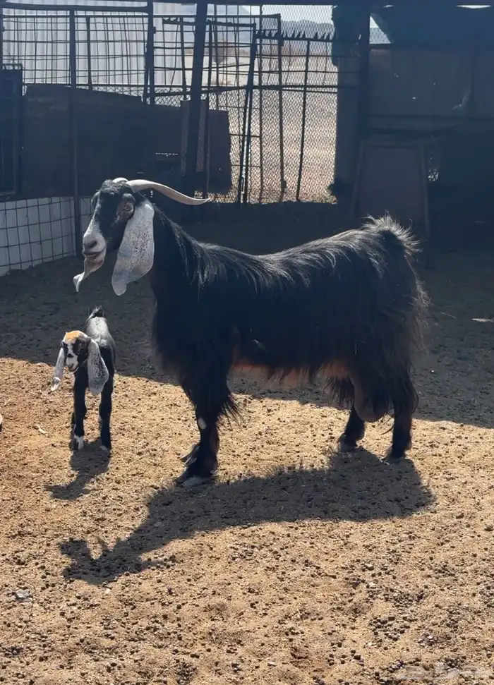 غرب المهد 100 كيلو 1