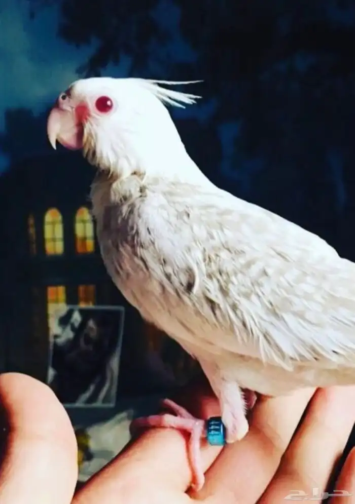 فروخ كروان رسيسف عيون حمر 5