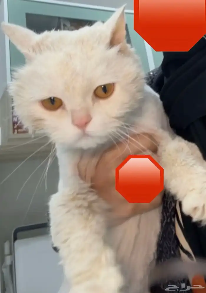 قط شيرازي للتبني 0