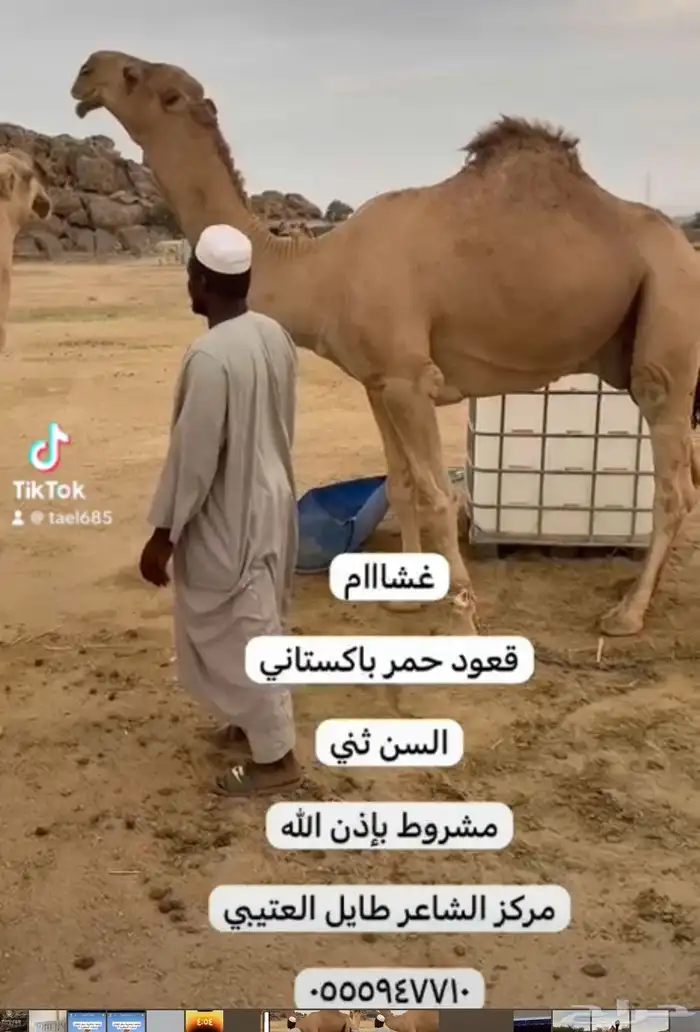 فحول للبيع 5