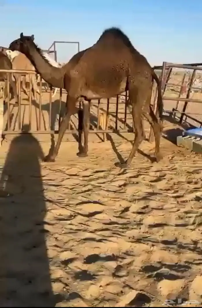 قعدان وبكار للبيع كفو فل التواصل اتصال 0