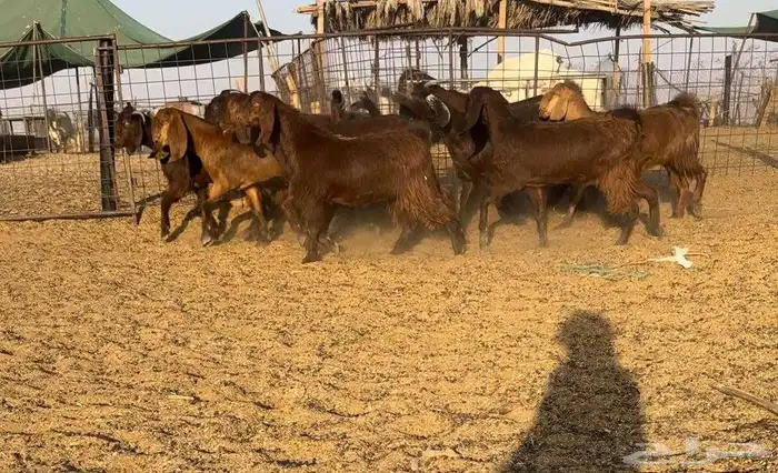 جفرات قبرصيات نوادر((( تم البيع ))) 0