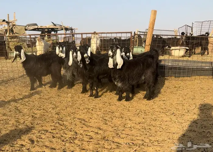 جذعات عوارض صنف الصنف تم البيع 0