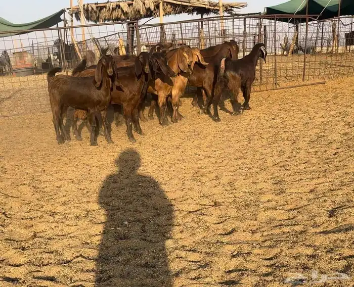 جفرات قبرصيات نوادر((( تم البيع ))) 1