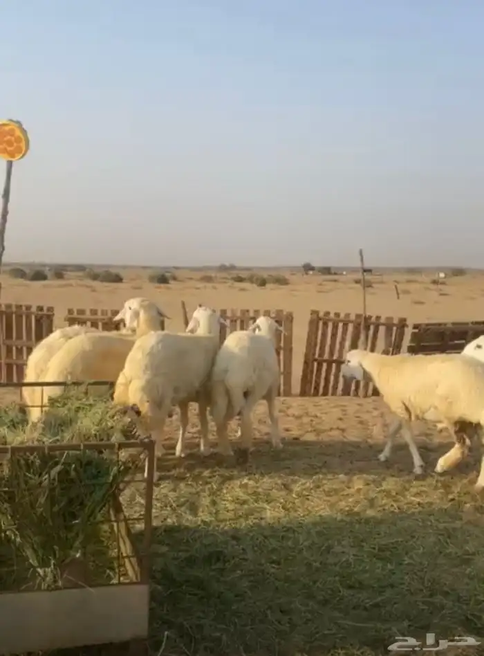 طليان جبره يوجد ذبح وتوصيل 4