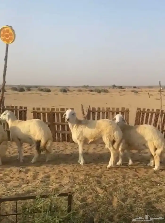 طليان جبره يوجد ذبح وتوصيل 0