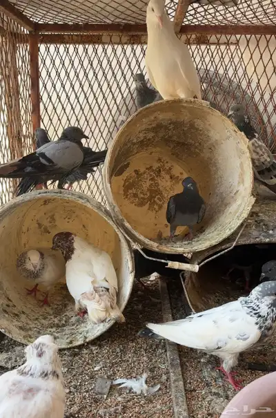 حمام مشكل index