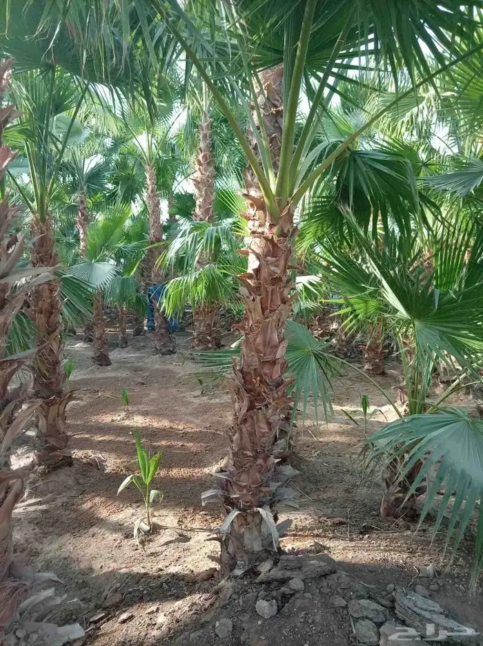يوجد لدينا جميع انواع النخيل 8