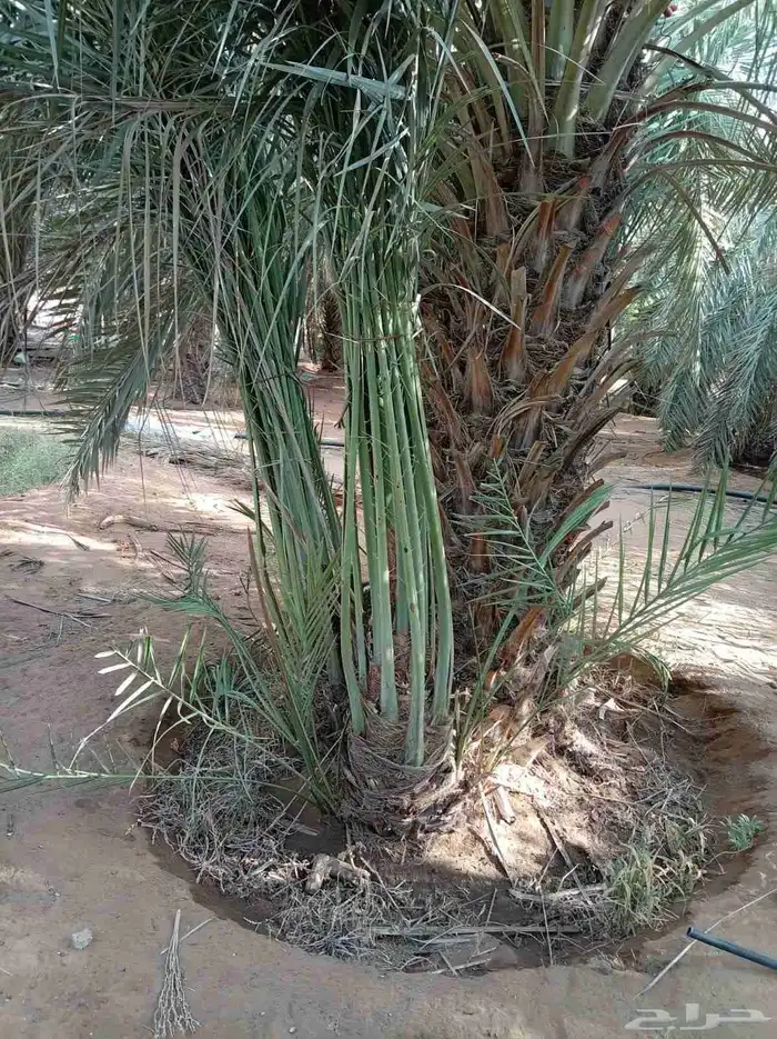 يوجد لدينا جميع انواع النخيل 6