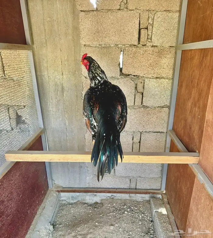 زوج سندي بطل 3