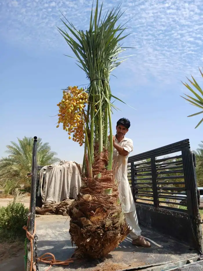 نخل مثمر نخيل نقايل جثايث اخلاص سكري برحي صقعي شيشي هلالي 7