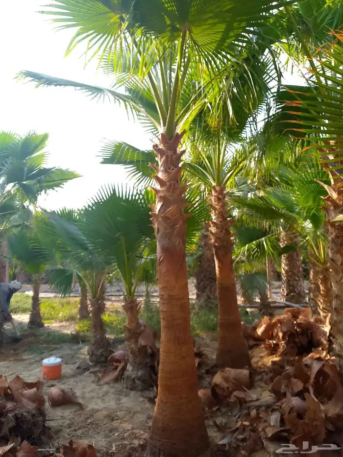 نخل واشنطونيا الرياض توريد وغرس في جميع احياء الرياض 5
