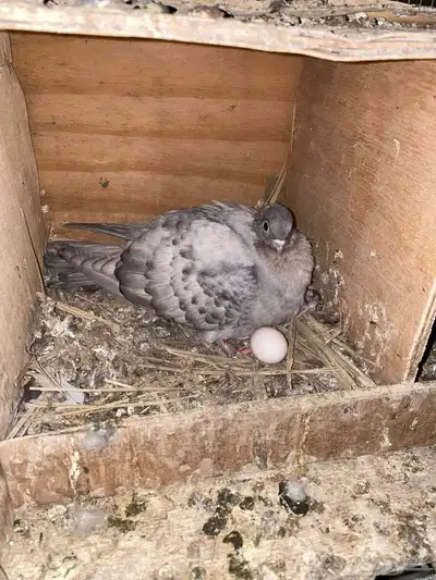 السلام عليكم اعرض لكم جوز حمام صنعاني ثاني انتاج له index