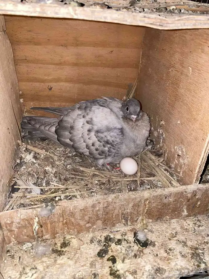 السلام عليكم اعرض لكم جوز حمام صنعاني ثاني انتاج له 1