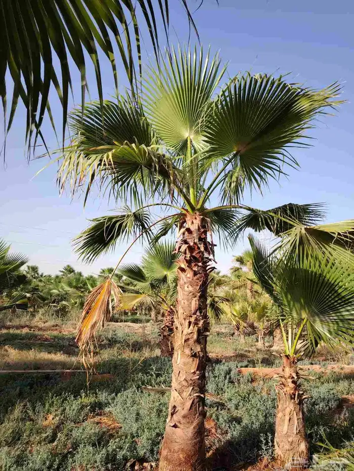 نخل وشنطني وعربي وبرحي وسكري بلدي 8